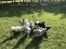 Viele hühner mit verschiedenfarbigen federn um ein leckerli Caddi leckerli-spielzeug