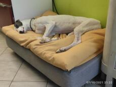 Ein großer weißer hund, der friedlich auf seinem bett mit gelbem sitzsack-topper schläft