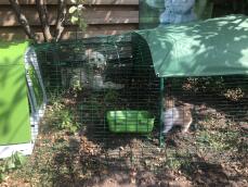 Kaninchen in einem auslauf mit grünem Go käfig