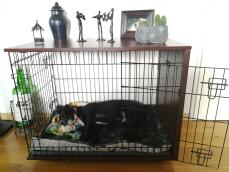 Hund schläft in Omlet Fido Studio