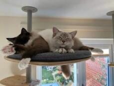 Katzen teilen sich Freestyle plattform auf indoor katzenbaum von rachel stanbury 