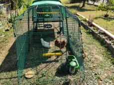 Eine hühnerschaukel in einem hühnerauslauf, der mit einem hühnerstall verbunden ist