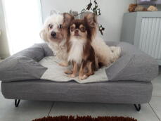 2 hunde sitzen zusammen auf ihrem grauen hundebett mit nackenrolle