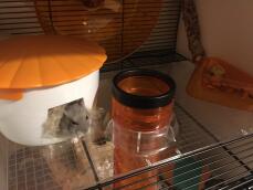 Ein hamster klettert aus einem kleinen haus im inneren des Qute hamsterkäfigs