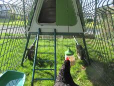 Omlet green Eglu Go up erhöhter hühnerstall und auslauf mit hühnern und picken spielzeug
