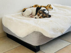 Hund schläft auf Omlet Topology hundebett mit schafsfellauflage und schwarzen schienenfüßen