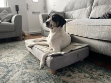 Ein hund auf seinem hundebett mit gestepptem topper und runden holzfüßen