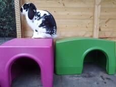 Kaninchen sitzt auf Omlet Zippi shelter