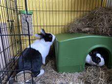 Zwei schwarz-weiße kaninchen mit einem unterschlupf und einer Caddi futterstelle in einem auslauf