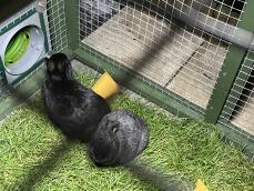 Kaninchen benutzen den grünen tunnel, der ihr gehege verbindet