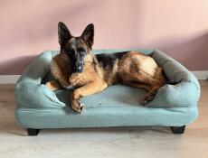 Ein hund, der auf seinem blauen nackenrollenbett liegt