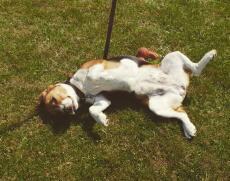 Ein beagle, der bei einem spaziergang auf einer wiese in der sonne liegt