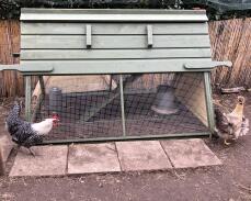 Hühner außerhalb des Boughton hühnerstalls aus holz