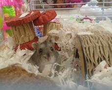 Ein kleiner brauner hamster in einem käfig mit viel einstreu, spielzeug und zubehör