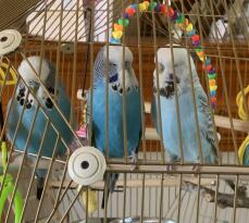Vögel, die auf der sitzstange ihres käfigs sitzen
