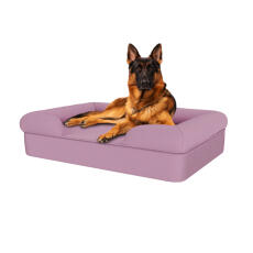 Hund sitzend auf lavendelfarbenem großen memory foam nackenrolle hundebett