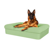 Hund sitzend auf matchagrünem großen memory foam nackenrolle hundebett