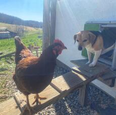 Hund kommt aus Omlet grüner automatischer hühnerstalltür mit huhn auf hühnerstallleiter