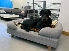 Ein hund, der in seinem grauen bett ruht