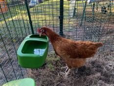 Huhn mit tränke