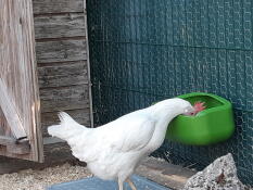 Ein huhn, das gerne aus der hühnertränke trinkt.