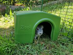 Ein meerschweinchen im grünen Zippi meerschweinchenheim.