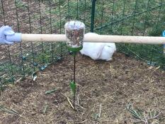 Ein kaninchen in einem auslauf mit einem picken und einer hühnerstange