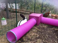 Kaninchen erforscht Zippi unterstand und spieltunnel