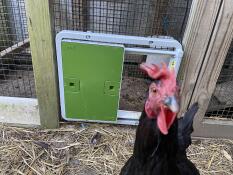 Ein neugieriges huhn vor seiner grünen automatischen tür, die mit einem auslauf verbunden ist