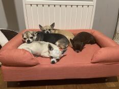 Sofort von unseren 4 wundern geliebt