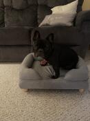 Minuit the frenchie genehmigt!