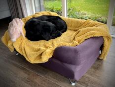 Ein sehr zufriedener hund & besitzer ????