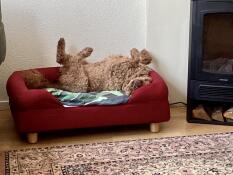 Glückliche oma hund
