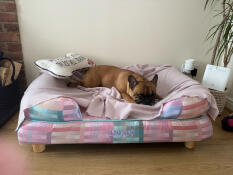 Belle liebt ihr neues bett!