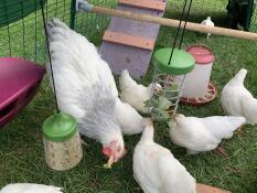 Viele kleine hühner fressen aus einem Caddi leckerbissenhalter und einem hängenden picken-spielzeug mit mais darin