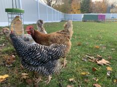 Hühner picken futter aus ihrem leckerbissenhalter