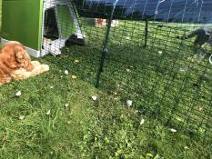 Kaninchenstall unserer 4 chonchons 