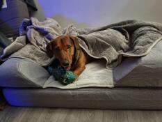 Onyx und ihr neuer dodo
