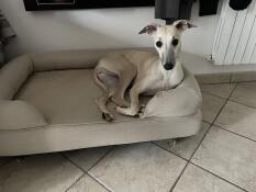 Ein hund, der auf seinem beigen memory-foam-rollenbett ruht
