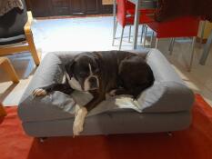 Ein hund, der in seinem grauen bett liegt