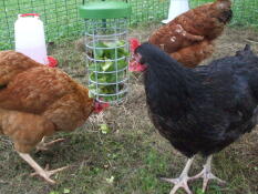 Drei hühner fressen etwas grünzeug aus ihrem leckerbissenhalter
