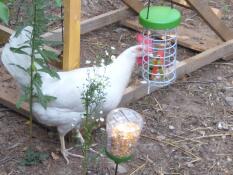 Ein huhn, das eine wassermelone aus einem hängenden leckerbissen Caddi frisst, neben dem ein maispickspielzeug liegt