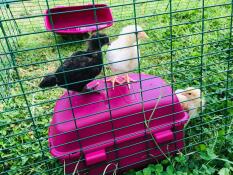 Küken im Eglu Cube großen hühnerstall und auslauf