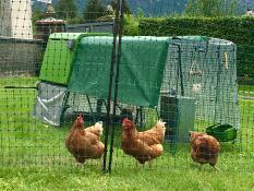 Drei orangefarbene hühner hinter einem hühnerzaun mit einem grünen Cube hühnerstall und einem auslauf mit abdeckungen über dem dach