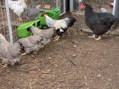 Viele hühner in einem auslauf im garten, die aus futterautomaten fressen