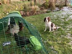 Hühner picken gras in ihrem auslauf, daneben sitzt ein hund