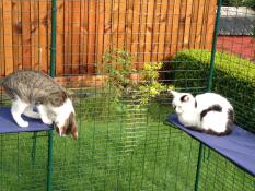 2 glückliche katzen spielen auf ihren beiden blauen regalen in ihrem auslauf