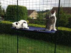 Zwei katzen sitzen auf einem regal in ihrem katzenauslauf