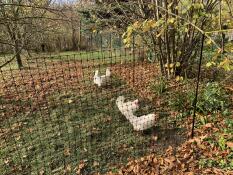 Ein paar hühner picken auf der suche nach samen im boden hinter ihrem hühnergehege