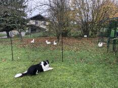 Ein hund, der die hühner hinter ihrem zaun überwacht